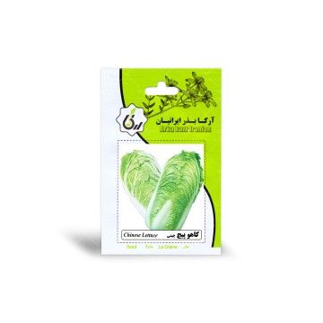 بذر کاهو پیچ چینی آرکا بذر ایرانیان