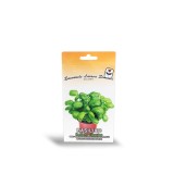 عکس کوچک بذر ریحان معطر ایتالیایی