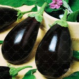 عکس کوچک بذر بادمجان دلمه ای هیبرید گلکسی آرگتو ترک خانگی