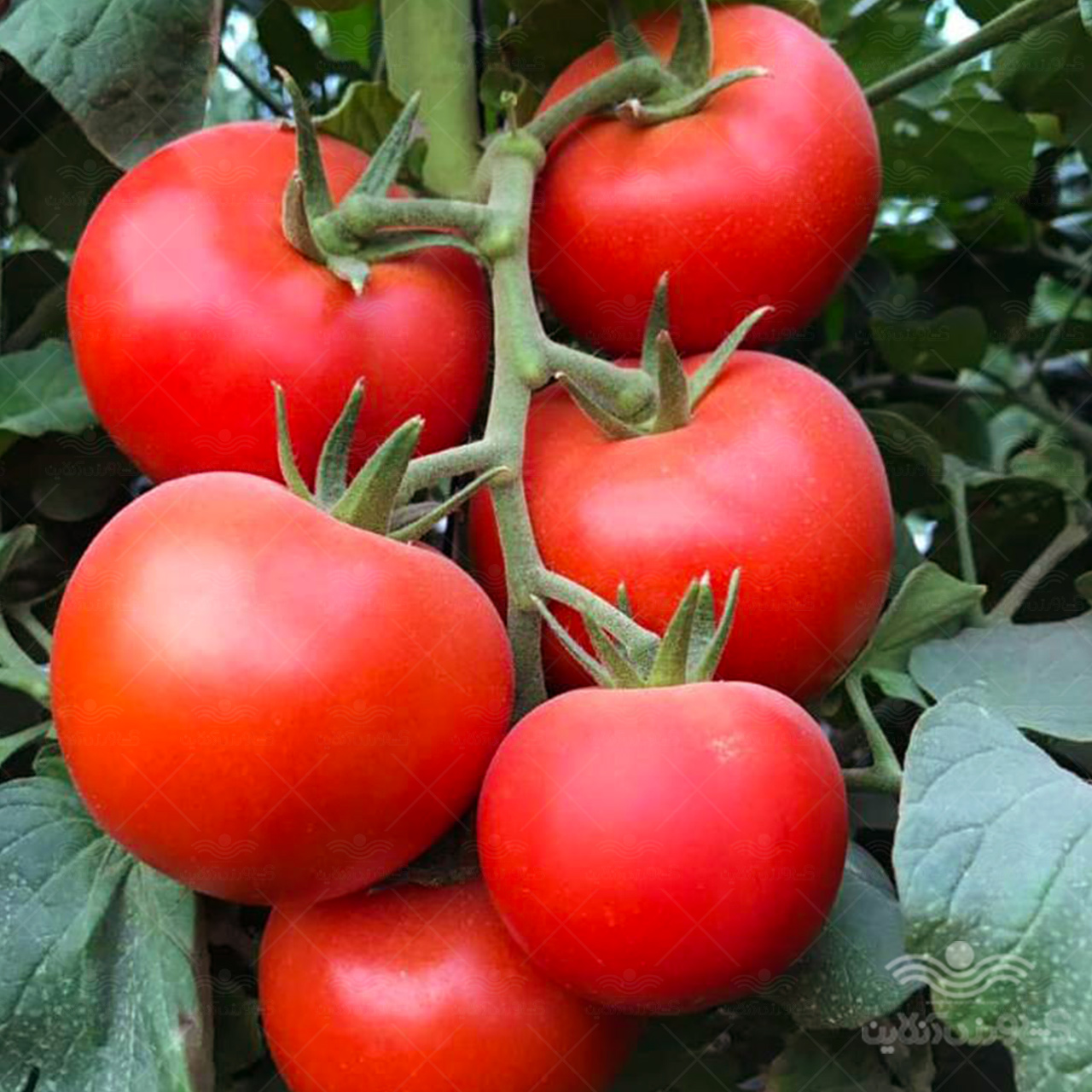 بذر گوجه فرنگی پرگل گلخانه ای مایا مقاوم به شوری 1