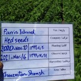 عکس کوچک بذر کاهو پاریس آیلند هد آمریکا نیم کیلویی 2