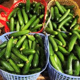 عکس کوچک بذر خیار گلخانه ای تک گل تالیسیا نانهمز 500 عددی 2