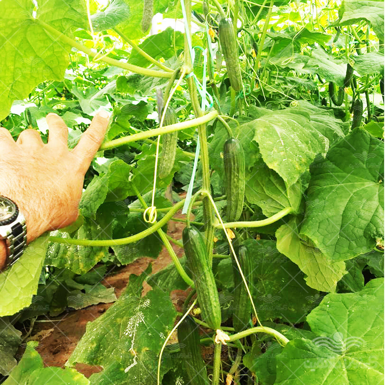 بذر خیار گلخانه ای تک گل تالیسیا نانهمز 500 عددی 3