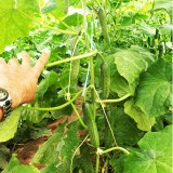 عکس کوچک بذر خیار گلخانه ای تک گل تالیسیا نانهمز 500 عددی 3