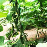 عکس کوچک بذر خیار گلخانه ای تک گل تالیسیا نانهمز 500 عددی 4