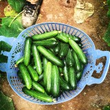 عکس کوچک بذر خیار گلخانه ای تک گل تالیسیا نانهمز 500 عددی 5