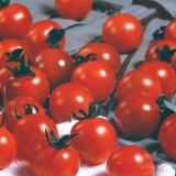 عکس کوچک بذر گوجه چری زیتونی درختی خانگی