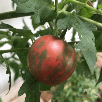 بذر گوجه فرنگی مشکی ورنیساژ خانگی