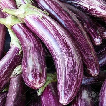 بذر بادمجان بنفش ببری قلمی خانگی وانیاسید
