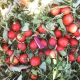 عکس کوچک بذر گوجه فرنگی بلوکی فامور 2500 عددی 2