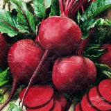 عکس کوچک بذر چغندر لبویی قرمز وانیاسید