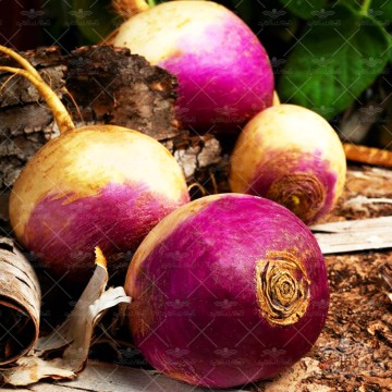 بذر شلغم کیان بذر