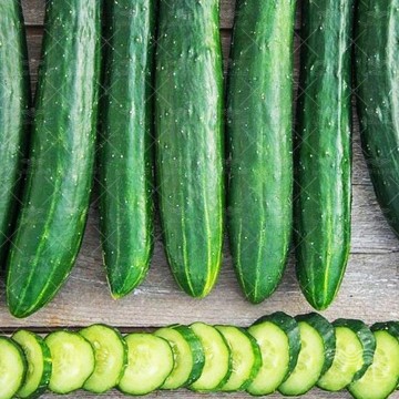 خیار هیبرید کیان بذر