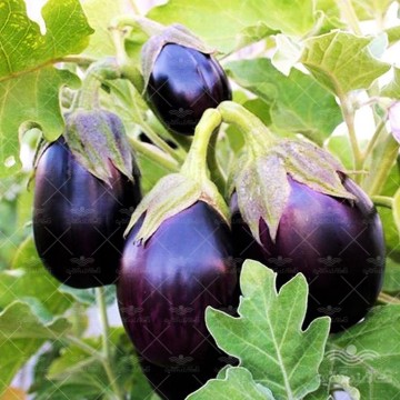 بادمجان دلمه ای پویاسید