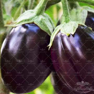بذر بادمجان دلمه ای گلبرگ پامچال