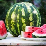 عکس کوچک هندوانه کریمسون کیان سید