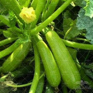 کدو خورشتی یا کدو مسمایی کیان بذر