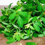 عکس کوچک بذر شنبلیله شرکت عنبری