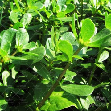 بذر سبزی خرفه وانیاسید