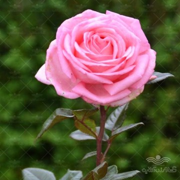 بذر گل محمدی وانیاسید