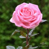 عکس کوچک بذر گل محمدی وانیاسید