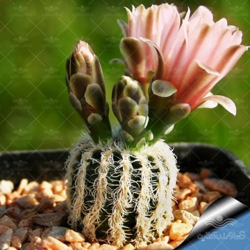 بذر کاکتوس بروچی وانیاسید