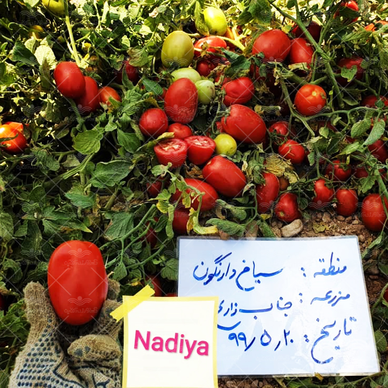 بذر گوجه فرنگی نادیا هلند بلوکی با کاسبرگ 2