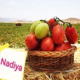عکس کوچک بذر گوجه فرنگی نادیا هلند بلوکی با کاسبرگ 5