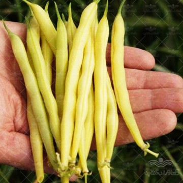 بذر لوبیا طلایی آمریکایی 10 عددی