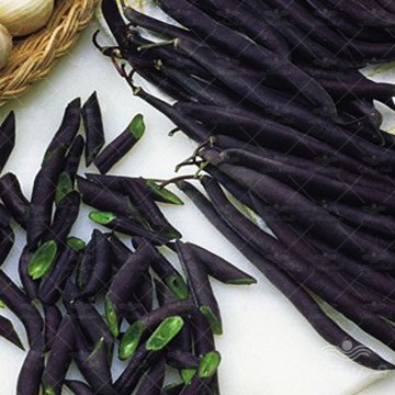 بذر لوبیا مشکی ولور 50 عددی