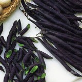 عکس کوچک لوبیا مشکی ولور 10 عددی