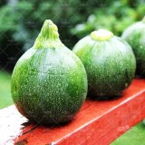 عکس کوچک کدو خورشتی دلمه سبز تیره