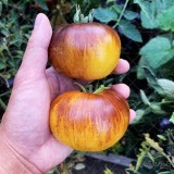 عکس کوچک بذر گوجه فرنگی الماس روشن یا گوهر درخشنده