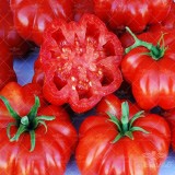عکس کوچک بذر گوجه فرنگی دلمه ای