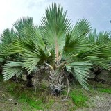 عکس کوچک بذر نخل لاتانیا یا آسیابی آمریکایی
