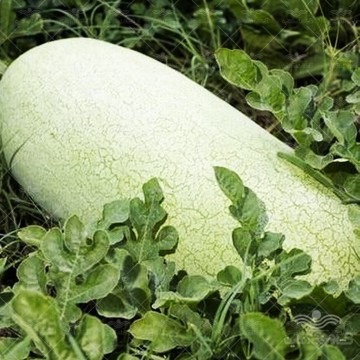 بذر هندوانه سفید چارلستون خانگی