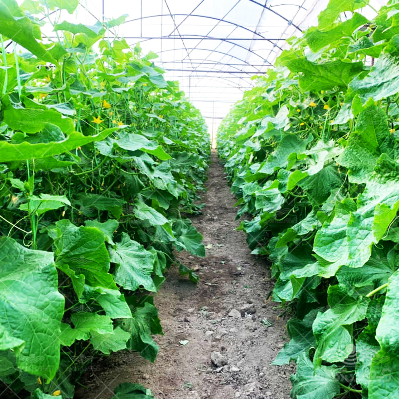 بذر خیار گلخانه ای سوپر گیرداپ 4