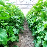 عکس کوچک بذر خیار گلخانه ای سوپر گیرداپ 4