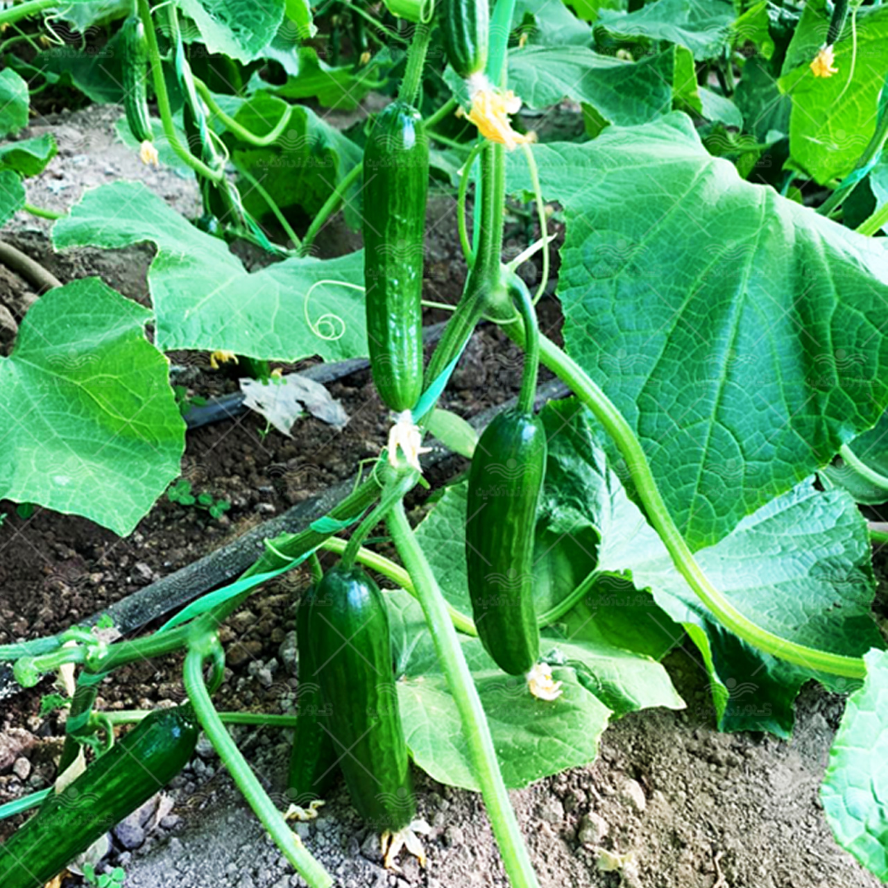 بذر خیار گلخانه ای سوپر گیرداپ 5