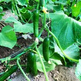 عکس کوچک بذر خیار گلخانه ای سوپر گیرداپ 5