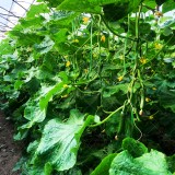 عکس کوچک بذر خیار گلخانه ای سوپر گیرداپ 6