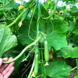 عکس کوچک بذر خیار گلخانه ای سوپر گیرداپ 7