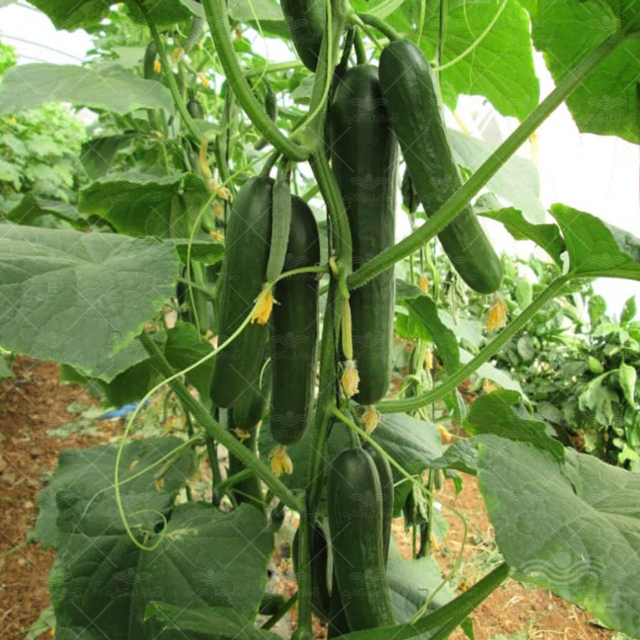 بذر خیار گلخانه ای پرگل گالاردو 1
