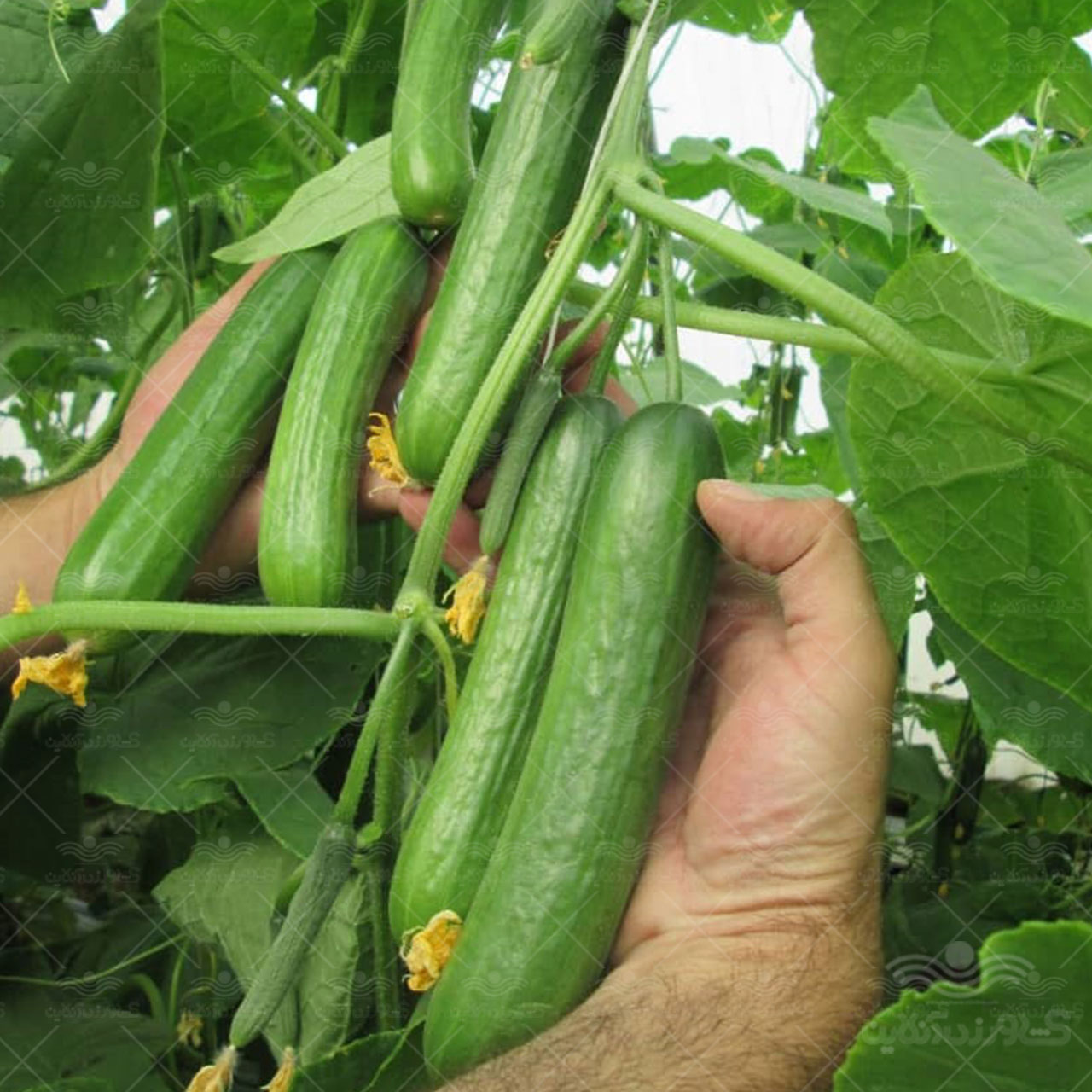بذر خیار گلخانه ای پرگل گالاردو 2
