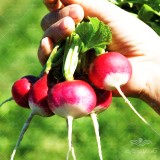 عکس کوچک بذر تربچه گرد دورنگ ترک آرزومان
