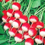 عکس کوچک بذر تربچه گرد دو رنگ ایتالیایی