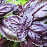 عکس کوچک بذر ریحان خوش عطر ویولتا ایتالیایی
