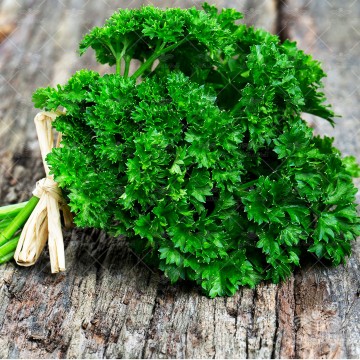 بذر جعفری مجعد ترک 10 گرمی simagro