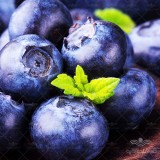 عکس کوچک بذر بلوبری درشت
