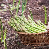 عکس کوچک بذر مارچوبه آرکا بذر ایرانیان
